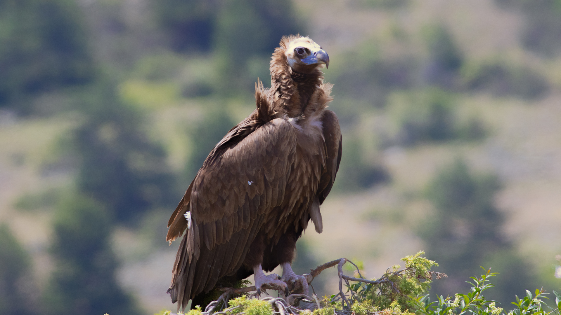Cinereous Vulture